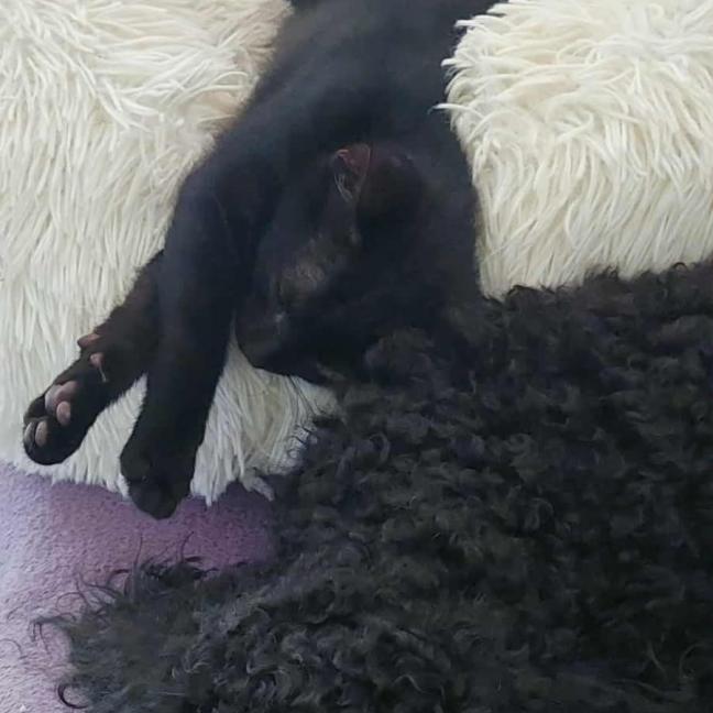 Photo of Smokey 