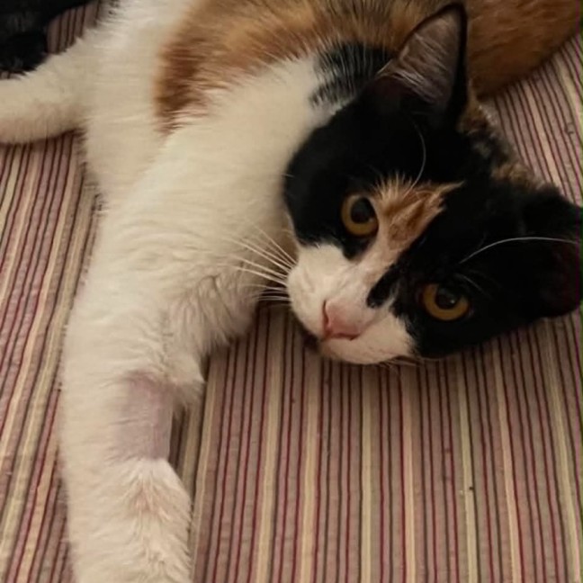 Photo of Heidi *9 Lives Project Rescue*