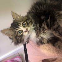 Photo of Rydor   Located In Pakenham