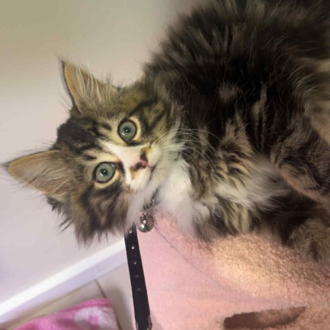 Photo of Rydor   Located In Pakenham