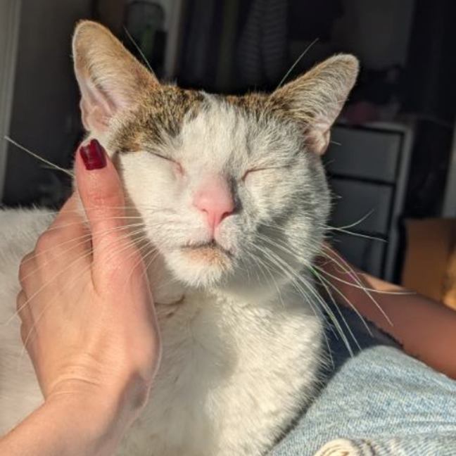 Photo of David Bowie 