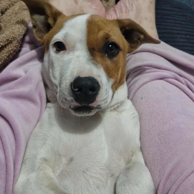 Photo of Choc Chip