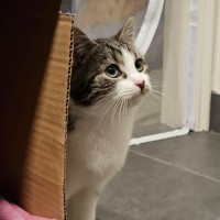 Photo of Godfrid