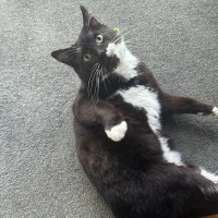 Photo of Gordon The Great😍