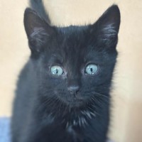 Photo of Miruku**2nd Chance Cat Rescue**