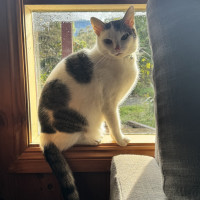 Photo of Junipurr