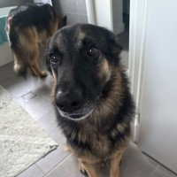 Photo of Kovu