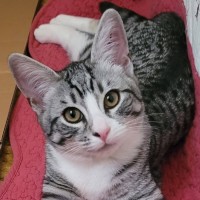 Photo of Lord Meowington