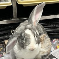 Photo of Thunderdome