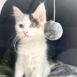 Female Domestic Medium Hair (DMH) Cat