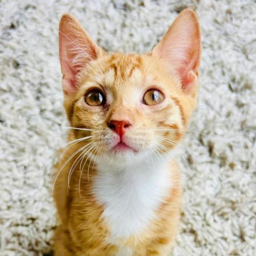 Amaia - Domestic Short Hair (DSH) Cat