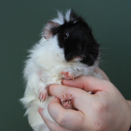 Jamie-Lynn - Abyssinian Guinea Pig