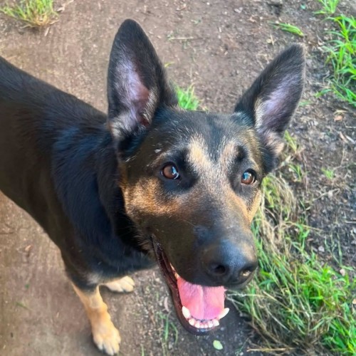 Sook - German Shepherd Dog