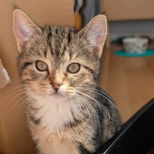 Photo of Floyd^^Dandy Cat Rescue^^