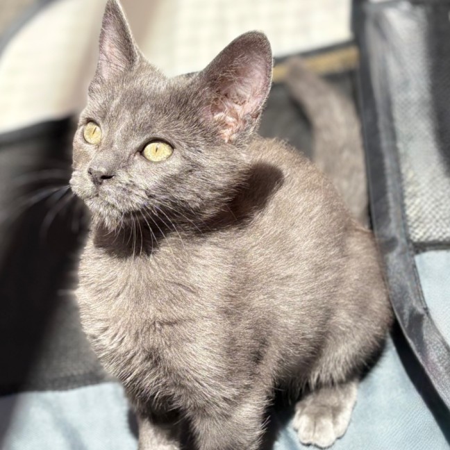 Photo of Boston 😺😺💙♥️