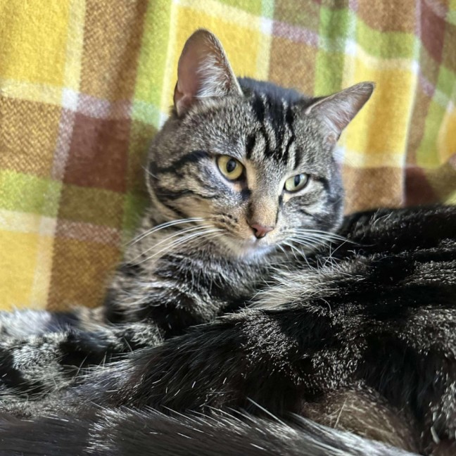 Photo of Jones   Meet Me @ Pe Tstock Prahran!