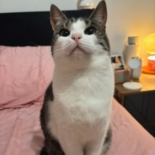 Photo of Lychee