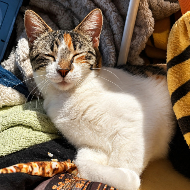 Photo of Pumpkin