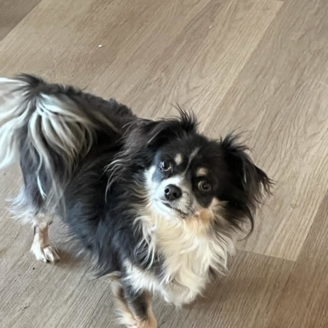 Photo of Lolita