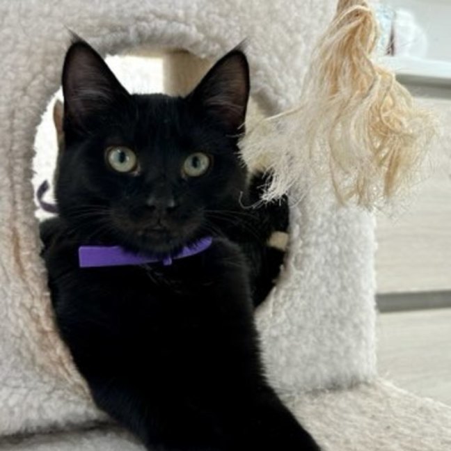 Photo of Olly **2nd Chance Cat Rescue **