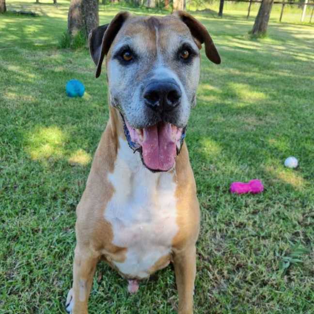 Photo of Chopper