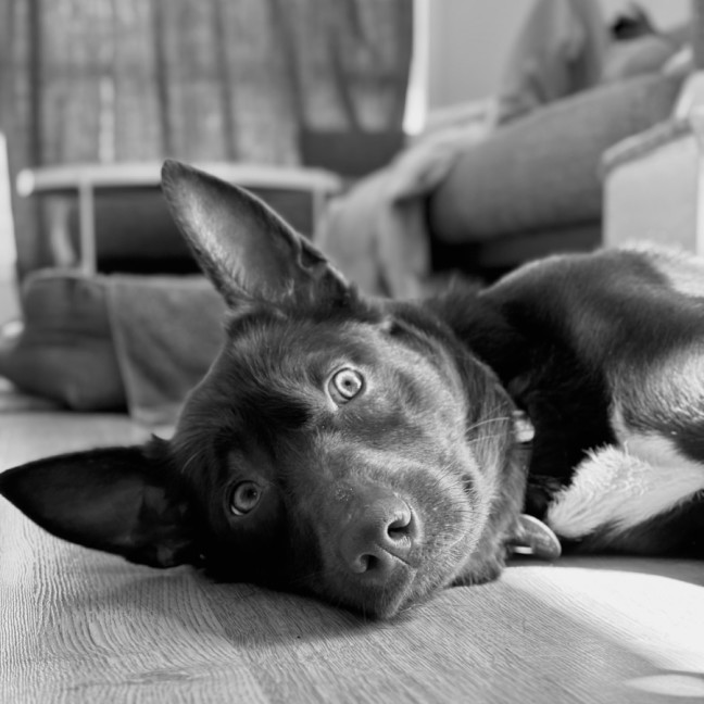 Photo of Jalebee