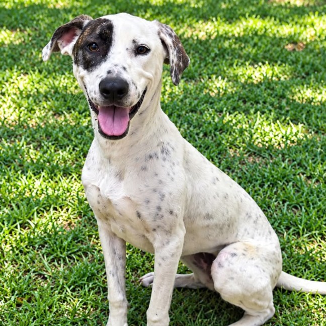 Photo of Daisy (Aka Ally)