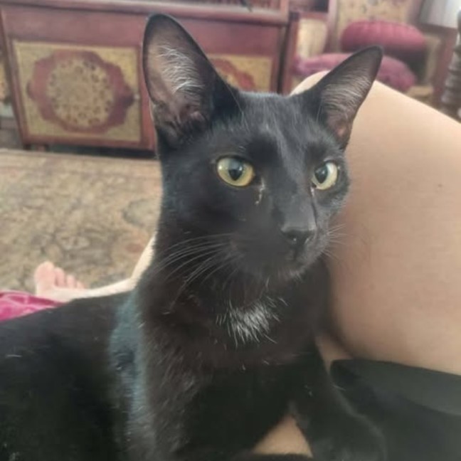 Photo of Nix