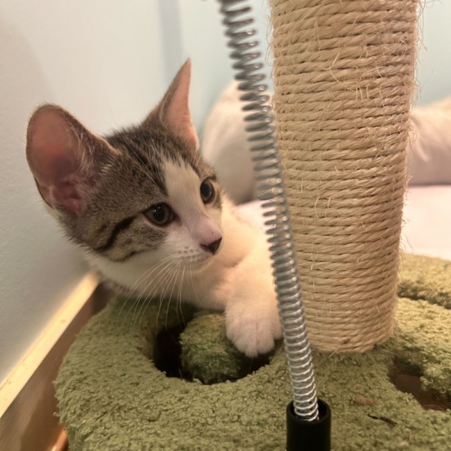 Photo of Dandelion