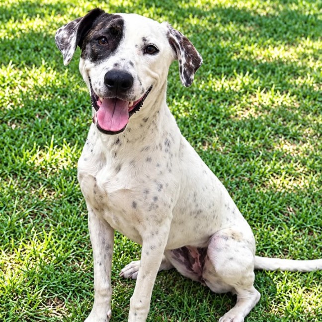 Photo of Daisy (Aka Ally)