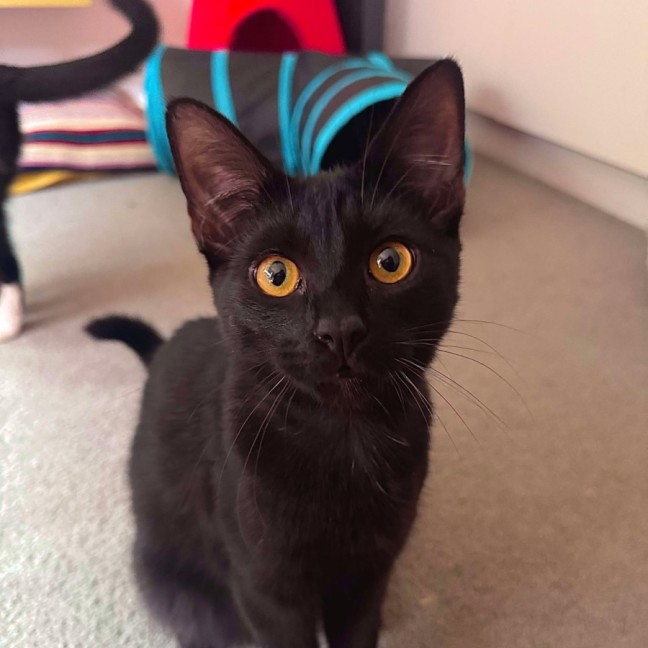 Photo of Draco   Located In Hawthorn East