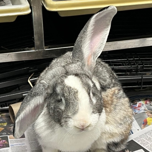 Photo of Thunderdome