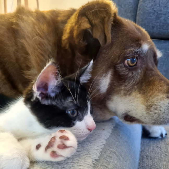 Photo of Lex 💙💙🐾