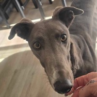 Photo of Sky The Greyhound 