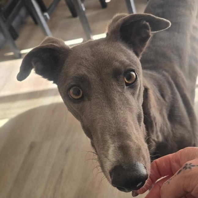 Photo of Sky The Greyhound 