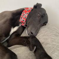 Photo of Danni, The Greyhound
