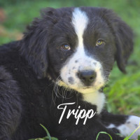 Photo of Tripp