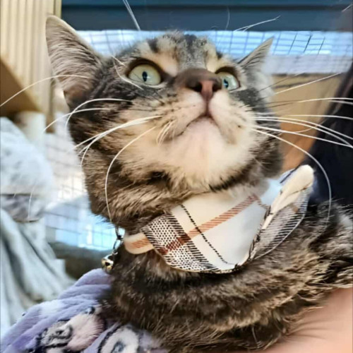 Cutie - Domestic Short Hair Cat