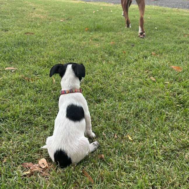 Photo of Murphy Muddle