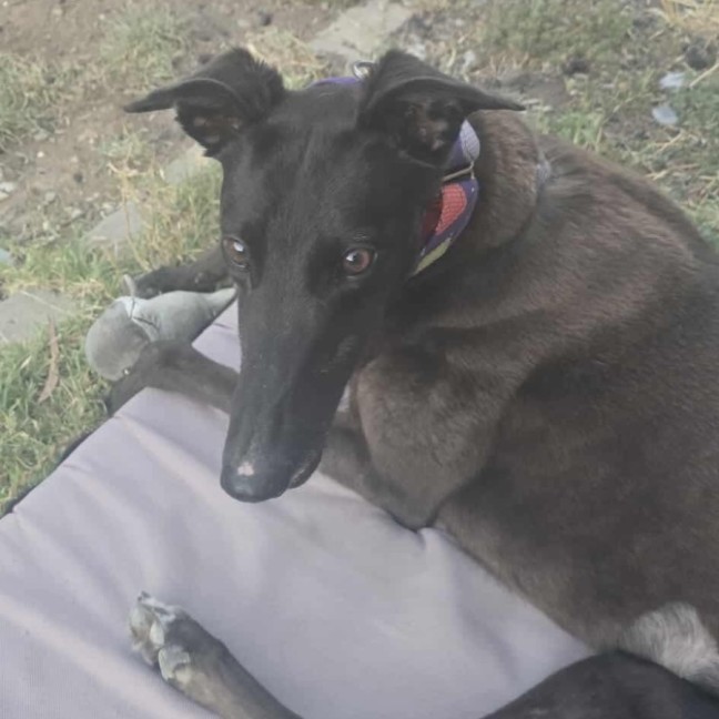Photo of Scarlett, The Greyhound