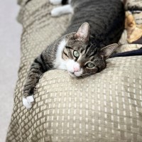 Photo of Wolf (8876)