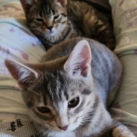Photo of Yule & Snow ^Dandy Cat Rescue^