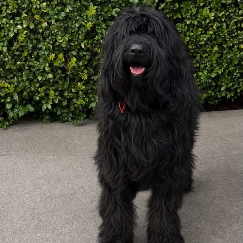 Paddy - Briard Dog