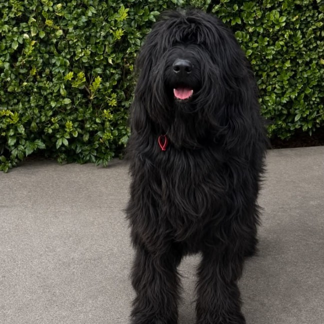 Photo of Paddy