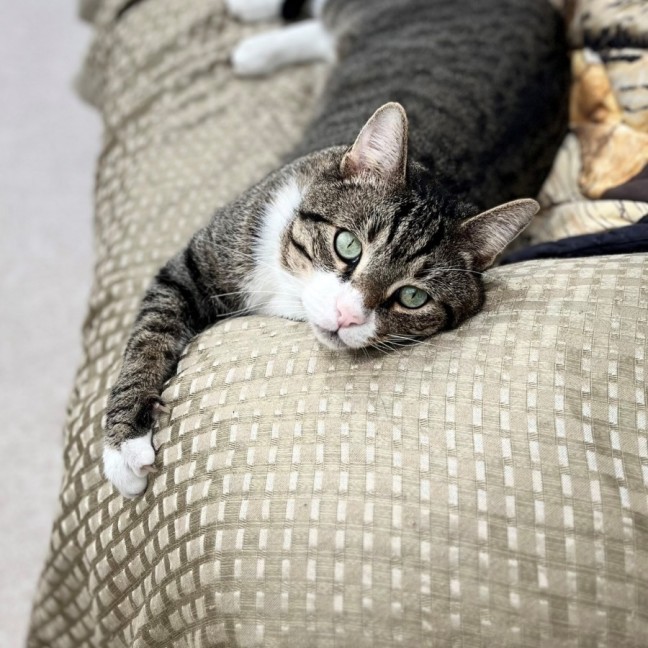 Photo of Wolf (8876)