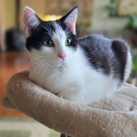 Photo of Espie ** 2nd Chance Cat Rescue **