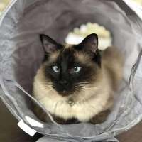 Photo of Oliver **2nd Chance Cat Rescue**