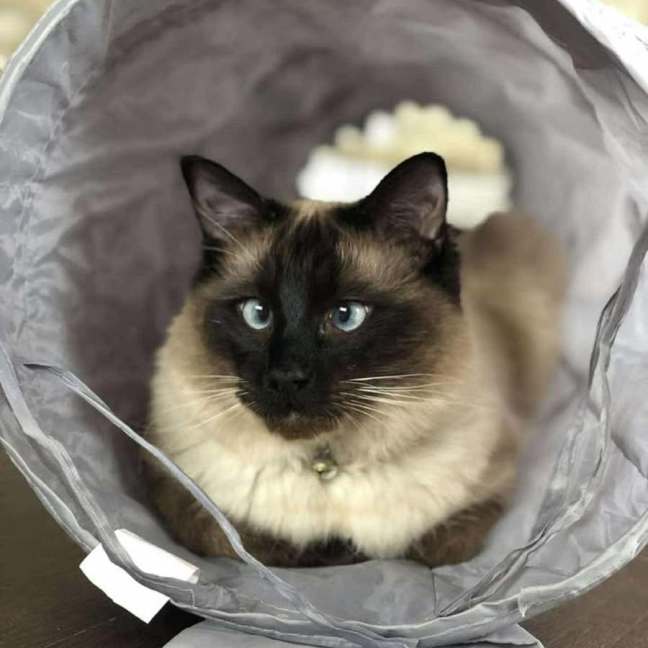 Photo of Oliver **2nd Chance Cat Rescue**