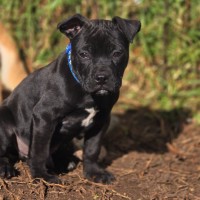 Photo of Rumble