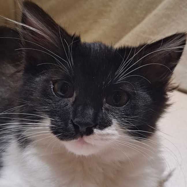 Photo of Bleu